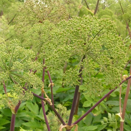 Angelica Root Essential Oils 4